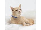 Adopt Pangur a Tan or Fawn Tabby Domestic Shorthair / Mixed cat in Durham