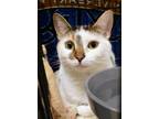 Adopt Wookie a White Domestic Shorthair / Domestic Shorthair / Mixed cat in