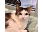 Adopt Stella Ann a Domestic Shorthair / Mixed (short coat) cat in South Bend