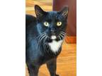 Adopt Sky a Black & White or Tuxedo Domestic Shorthair (short coat) cat in New