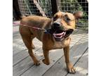 Adopt Penny Anne a Brown/Chocolate Pit Bull Terrier / Mixed Breed (Medium) /