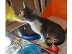 Adopt Mario a Gray, Blue or Silver Tabby Domestic Shorthair (short coat) cat in