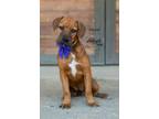Adopt Hazel a Brown/Chocolate - with Black Pit Bull Terrier / Chow Chow / Mixed