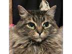 Adopt Esmerelda a Brown Tabby Domestic Longhair (long coat) cat in Toronto