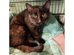 Adopt Meiko a Domestic Shorthair / Mixed (short coat) cat in South Bend