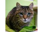 Adopt Tank a Domestic Shorthair / Mixed (short coat) cat in South Bend