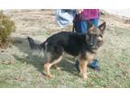 Adopt Rain a German Shepherd Dog