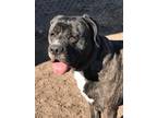 Adopt Maddie a Brindle Boxer / Cane Corso / Mixed dog in Westminster