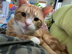 Adopt Karl a Orange or Red Tabby American Shorthair / Mixed (short coat) cat in