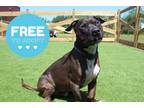 Adopt Harley a American Pit Bull Terrier / Staffordshire Bull Terrier / Mixed