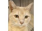 Adopt JEWEL a Domestic Shorthair / Mixed (short coat) cat in SOUTHBURY