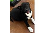 Adopt Albert a Black - with White Mixed Breed (Large) / Mixed dog in Buckeye
