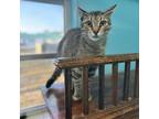 Adopt Nosewise a Brown or Chocolate Domestic Shorthair / Mixed cat in Port