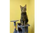 Adopt Juno a Brown Tabby Domestic Shorthair / Mixed (short coat) cat in Stone