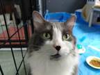Adopt Mimi a Gray or Blue Domestic Longhair / Domestic Shorthair / Mixed cat in