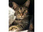 Adopt Jenny a Brown or Chocolate Domestic Shorthair / Domestic Shorthair / Mixed