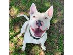 Adopt Hamilton a White - with Tan, Yellow or Fawn American Staffordshire Terrier