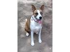 Adopt Gypsy from TEXAS a Red/Golden/Orange/Chestnut - with White Boxer / Husky /