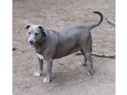 Adopt Gracie in TEXAS a Gray/Silver/Salt & Pepper - with White Blue Lacy/Texas