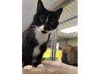 Adopt Edna a Black & White or Tuxedo American Shorthair (short coat) cat in