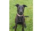 Adopt skye a Black German Shepherd Dog / American Staffordshire Terrier / Mixed