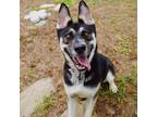 Adopt Celeste a Black German Shepherd Dog / Husky / Mixed dog in Galveston