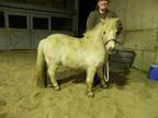Adopt Gilderoy a Palomino Miniature / Mixed horse in Woodstock, IL (15309238)