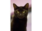 Adopt June a All Black Domestic Shorthair (short coat) cat in Grayslake