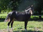 Adopt Sugar Rae a Bay Donkey/Mule/Burro/Hinny / Mixed horse in Woodstock