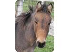 Adopt Stanley a Bay Donkey/Mule/Burro/Hinny / Mixed horse in Woodstock