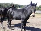 Adopt Lil Wayne a Bay Donkey/Mule/Burro/Hinny / Mixed horse in Woodstock