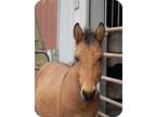 Adopt Samule a Bay Donkey/Mule/Burro/Hinny / Mixed horse in Woodstock