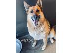 Adopt Bonita a Black - with Tan, Yellow or Fawn German Shepherd Dog / Mixed dog