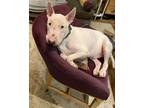 Adopt Sarge a White Bull Terrier / Mixed dog in Fort Worth, TX (35378251)