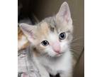 Adopt Raelynn a White Domestic Shorthair / Domestic Shorthair / Mixed cat in