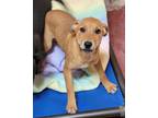 Adopt Robin a Tan/Yellow/Fawn Mixed Breed (Large) / Mixed dog in Nogales