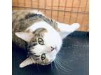 Adopt Carissa a Brown Tabby Domestic Shorthair (short coat) cat in Smithers