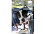 Adopt Peter Pan a Black - with White Pit Bull Terrier / Mixed Breed (Large) /