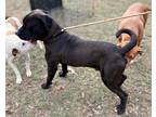 Adopt MOOSE a Black - with White Mastiff / Mixed dog in Brattleboro
