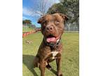 Adopt Dru a Brown/Chocolate Pit Bull Terrier / Mixed Breed (Large) / Mixed dog