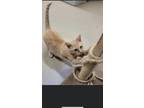 Adopt Ginger a Orange or Red Domestic Shorthair (short coat) cat in