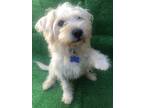 Adopt Oreo a White Terrier (Unknown Type, Small) / Poodle (Standard) / Mixed dog