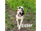 Adopt Ester a White - with Tan, Yellow or Fawn Coonhound / Mixed dog in Liberty