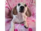 Adopt Farley a White - with Tan, Yellow or Fawn Beagle / Mixed dog in Liberty