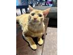 Adopt Morris a Orange or Red Tabby Domestic Shorthair (short coat) cat in