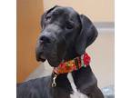 Adopt Cleopatra a Black - with White Great Dane / Mixed dog in Tehachapi
