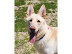 Adopt Jericho a White German Shepherd Dog / Mixed dog in Grayslake