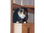 Adopt Barn kitties-no fee! a Tiger Striped Domestic Shorthair (short coat) cat