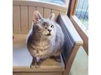 Adopt Lace a Manx, Tabby