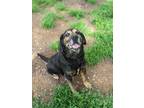Adopt Jack a Black - with Brown, Red, Golden, Orange or Chestnut Mixed Breed